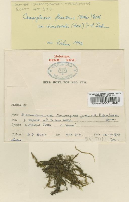 Campylopus flexuosus var. incacorralis (Herzog) Frahm - BM000079630