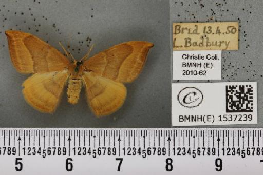 Watsonalla cultraria (Fabricius, 1775) - BMNHE_1537239_188471