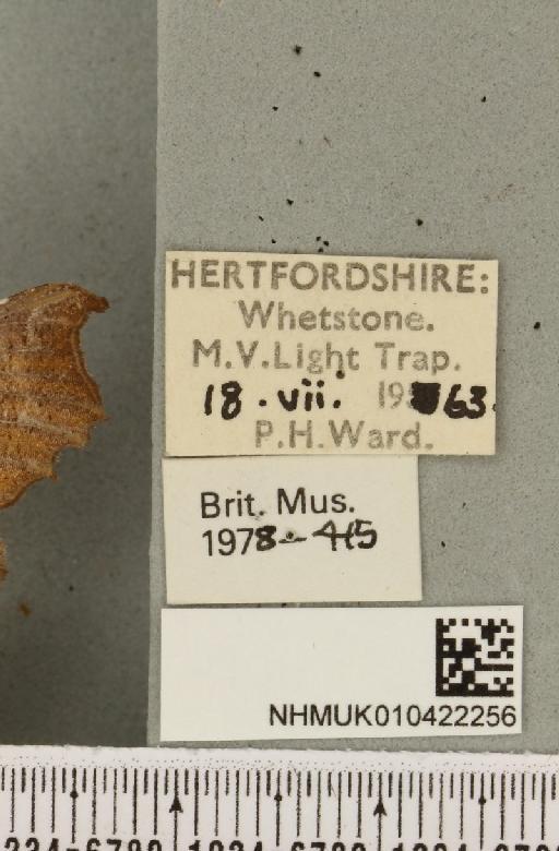 Scoliopteryx libatrix (Linnaeus, 1758) - NHMUK_010422256_label_535405