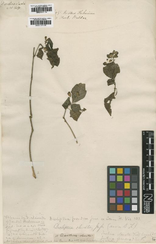 Dicliptera clavata Juss. - BM001041135