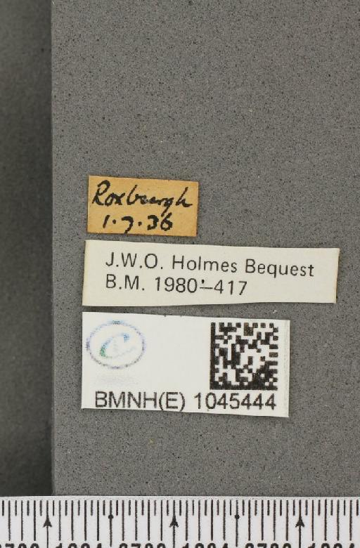 Aphantopus hyperantus ab. caeca Fuchs, 1884 - BMNHE_1045444_label_19985