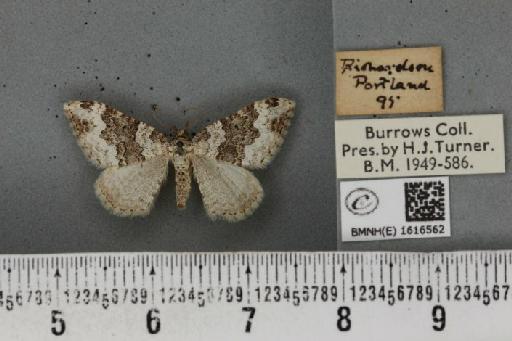 Epirrhoe galiata ab. dissoluta Prout, 1938 - BMNHE_1616562_316965