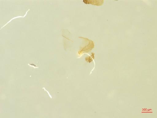 Smicronyx cyaneus Schoenherr, 1843 - 010132069___5