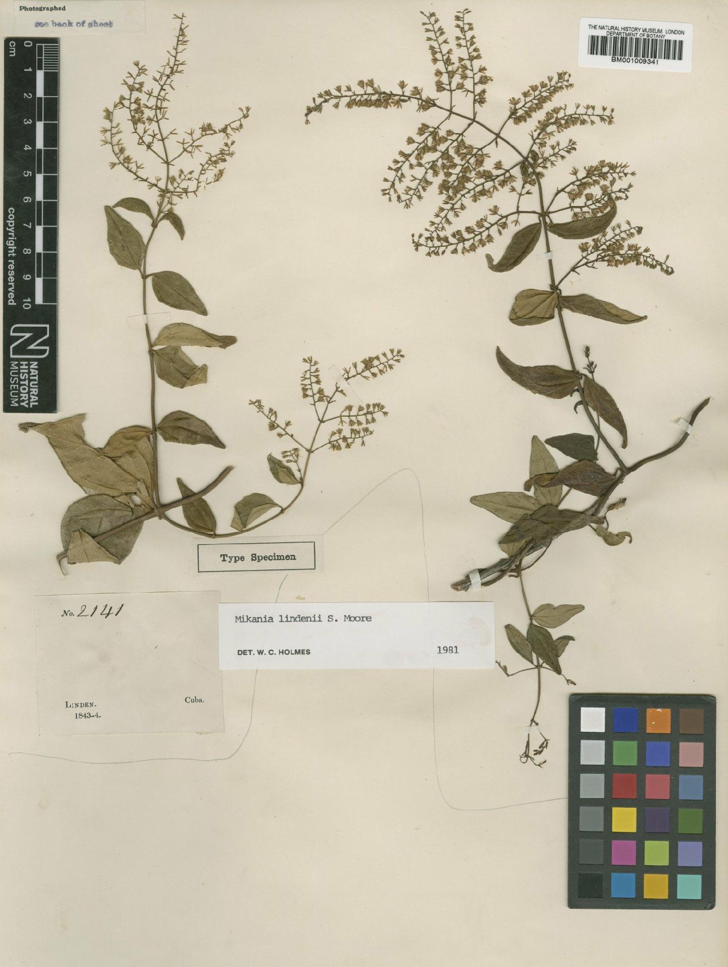 To NHMUK collection (Mikania lindenii S.Moore; Type; NHMUK:ecatalogue:572785)