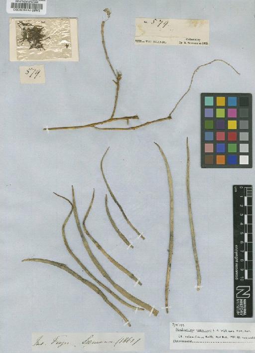 Dendrobium seemannii L.O.Williams - BM000505932