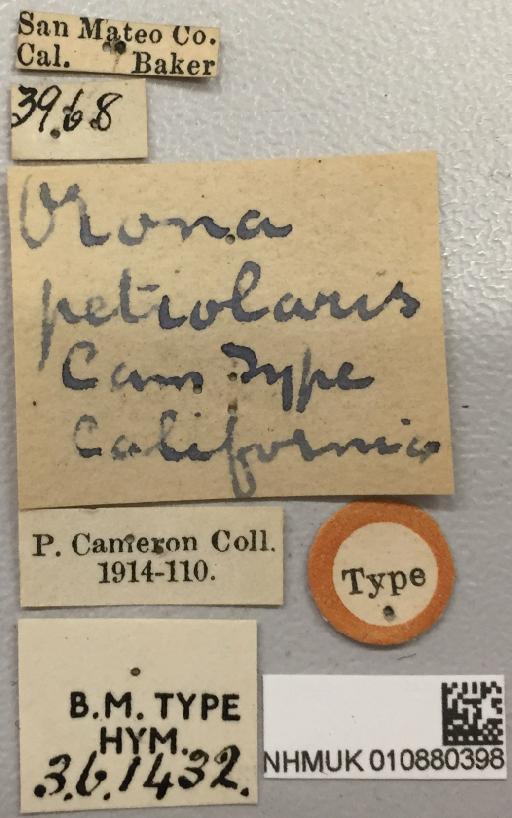 Orona petiolaris Cameron, P., 1905 - Orona_petiolaris_holotype_010880398_labels