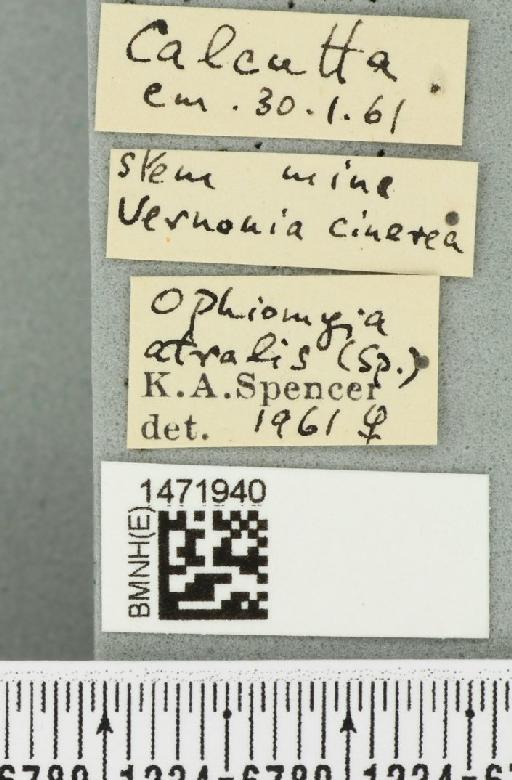 Ophiomyia atralis Spencer, 1961 - BMNHE_1471940_label_47007