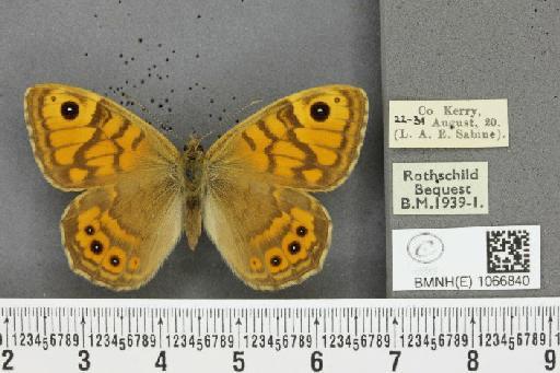 Lasiommata megera ab. apiciocellata Tutt, 1910 - BMNHE_1066840_28571