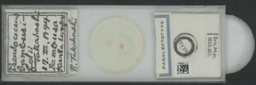 Planococcus bambusifoliae Takahashi, 1951 - 010138368_117334_7804811