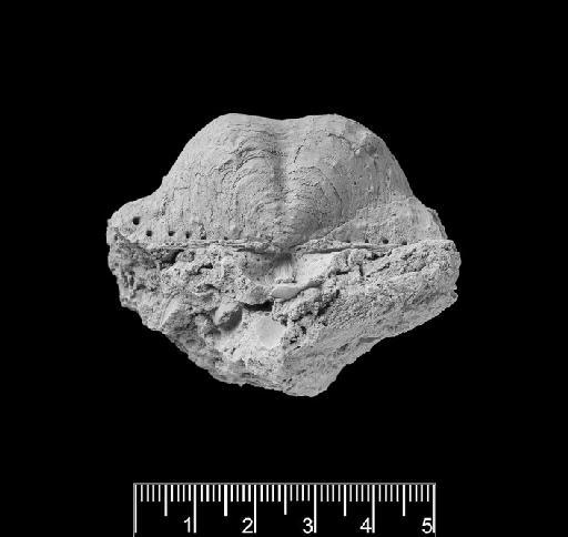 Productus calva J. de C. Sowerby - Productus calva PI B 60984 (b)