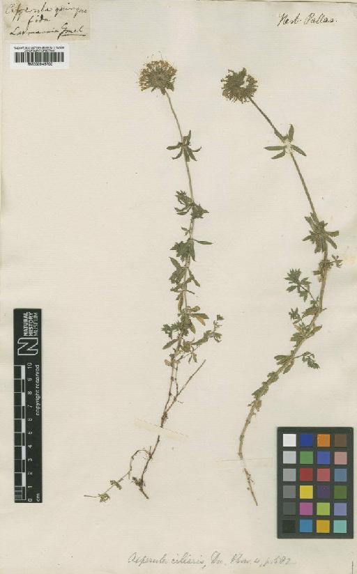 Phuopsis stylosa (Trin.) Hook.f. ex B.D.Jacks. - BM000945700