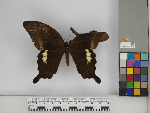 Papilio fuscus pertinax Wallace, 1865 - 013675327 Papilio fuscus