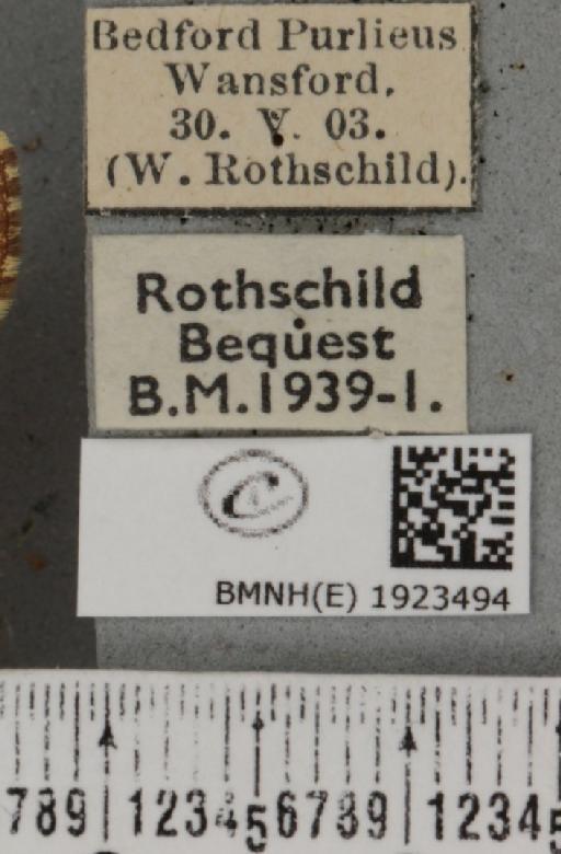 Ematurga atomaria (Linnaeus, 1758) - BMNHE_1923494_label_488078