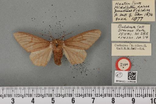 Biston betularia ab. decolorata Cockayne, 1940 - BMNHE_1839208_412904