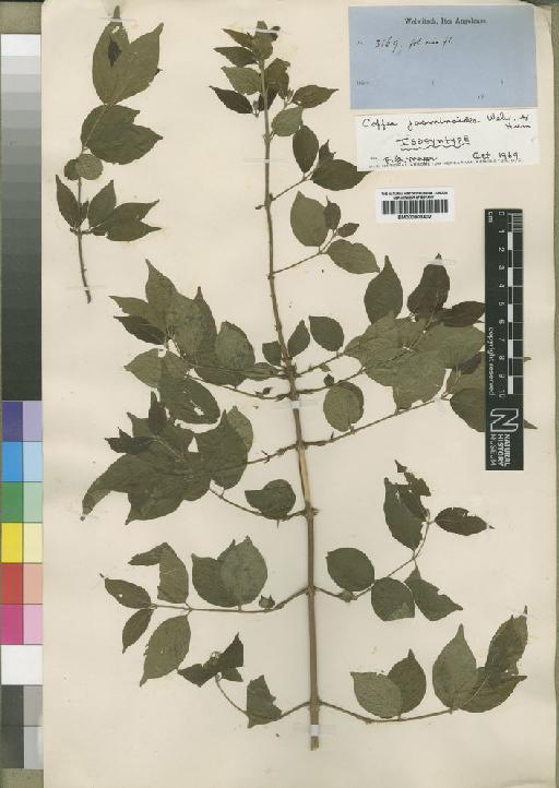 Argocoffea jasminoides Lebrun - BM000903402