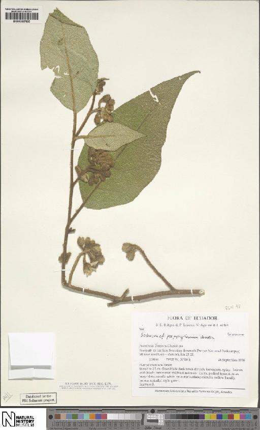 Solanum L. - BM000887920