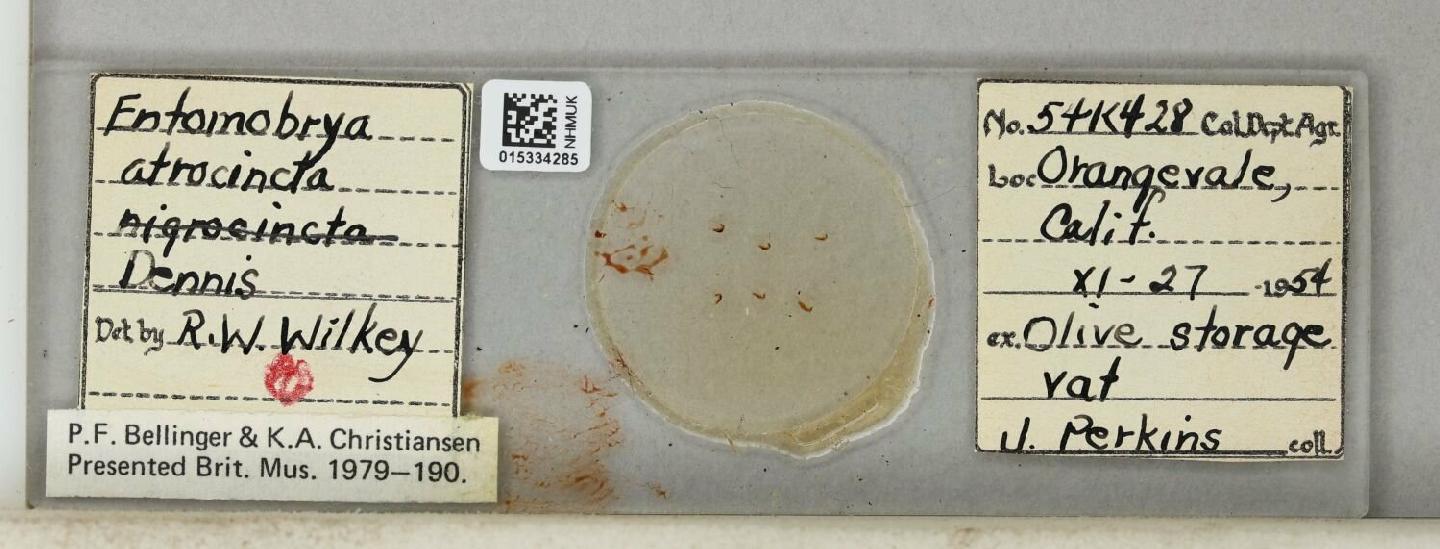 Entomobrya atrocincta thumbnail