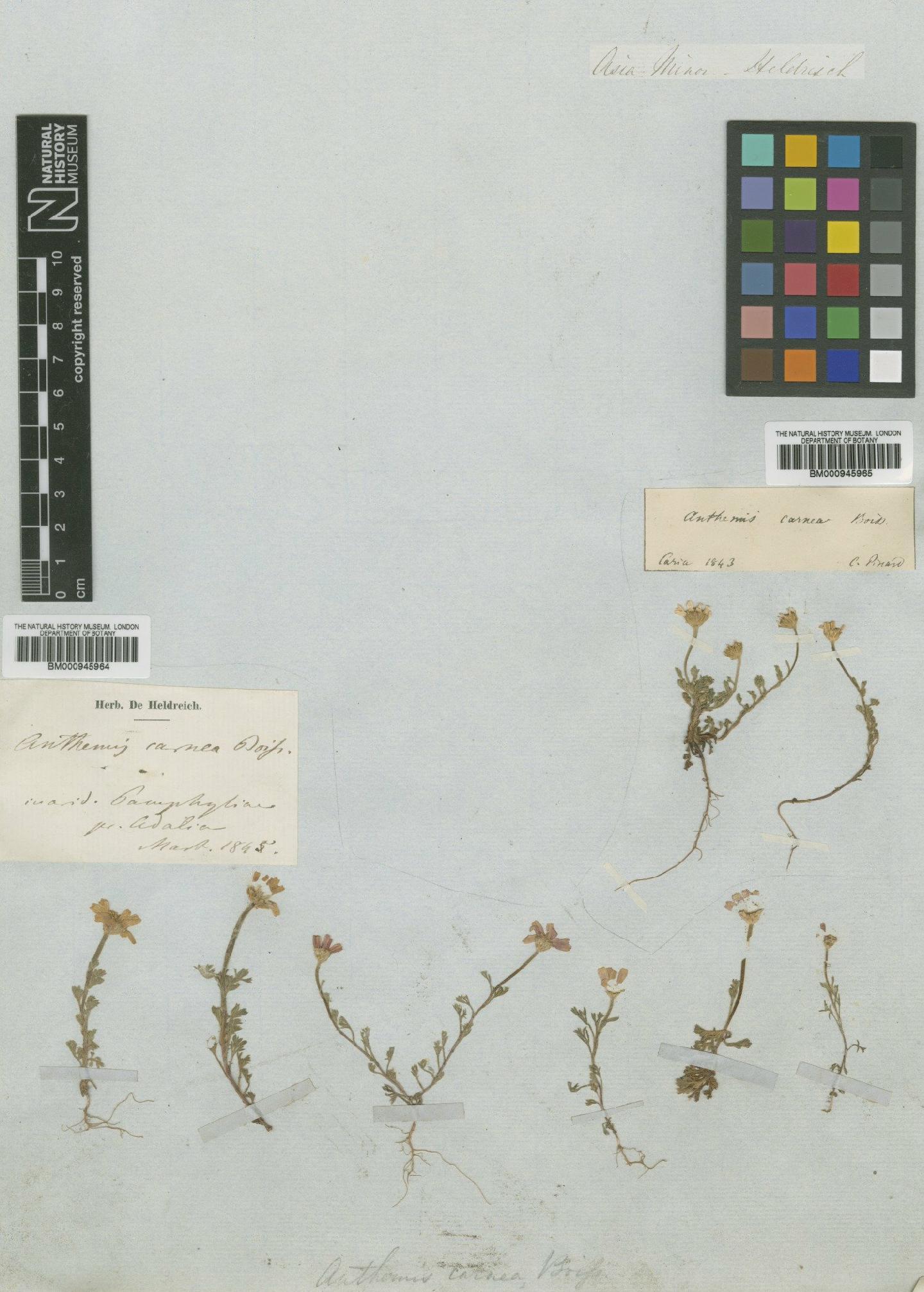 To NHMUK collection (Anthemis rosea subsp. carnea (Boiss.) Grierson; Type; NHMUK:ecatalogue:474107)
