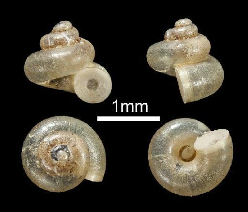 Cyathopoma innocens Sykes, 1899 - 1958.1.14.24-25, SYNTYPES, Cyathopoma innocens Sykes, 1899 - B