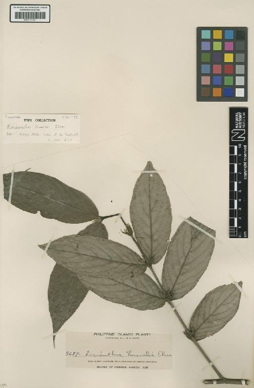 Lasianthus rigidus Miq. - BM001191341