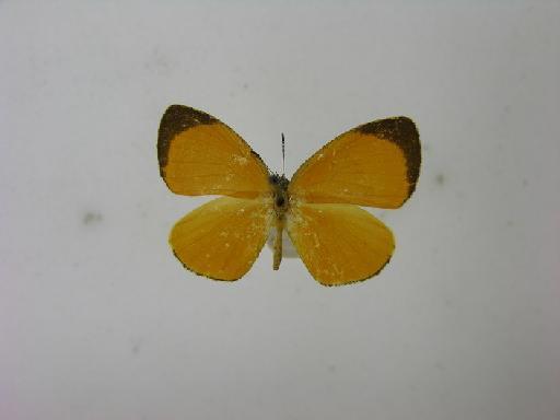 Eresiomera paradoxa orientalis (Stempffer, 1962) - BMNH(E)_1718131_Pseudoeresia paradoxa orientalis_female_AT_dorsal