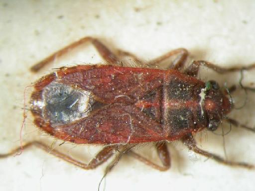 Aspilocoryphus orientalis (Distant, 1903) - Hemiptera: Aspilocoryphus Fra