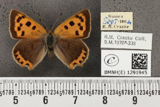 Lycaena phlaeas eleus (Fabricius, 1798) - BMNHE_1291945_129267