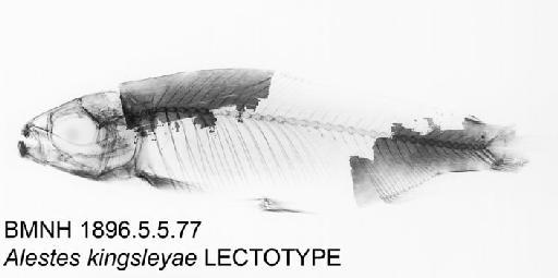 Alestes kingsleyae Günther, 1896 - BMNH 1896.5.5.77 - Alestes kingsleyae LECTOTYPE Radiograph