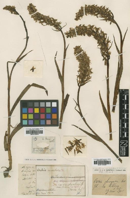 Dactylorhiza maculata (L.) Soó - BM001066590