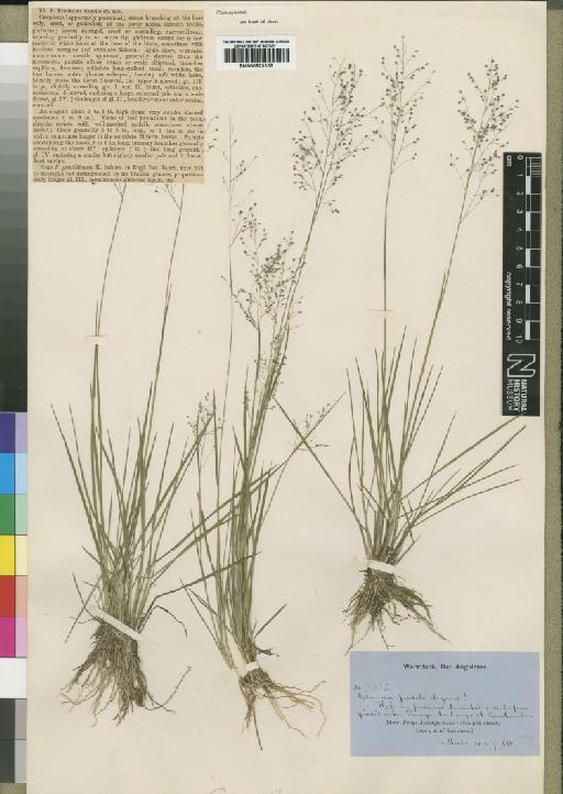 Panicum brazzavillense Franch. - BM000923103