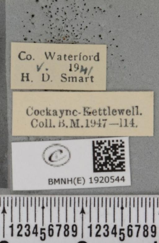 Ematurga atomaria (Linnaeus, 1758) - BMNHE_1920544_label_486420