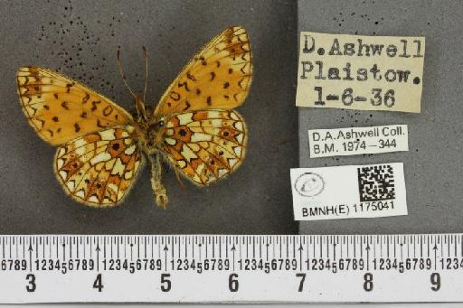 Boloria selene selene Denis & Schiffermüller, 1775 - BMNHE_1175041_30466