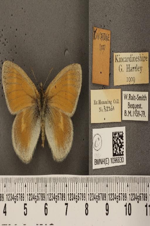 Coenonympha tullia scotica ab. unicolor Hoffmann, 1914 - BMNHE_1096830_8240