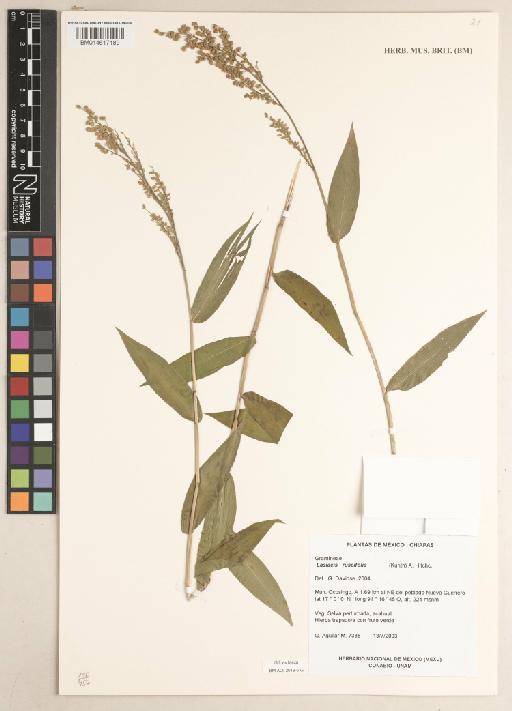 Lasiacis ruscifolia (Kunth) Hitchc. - 014617189