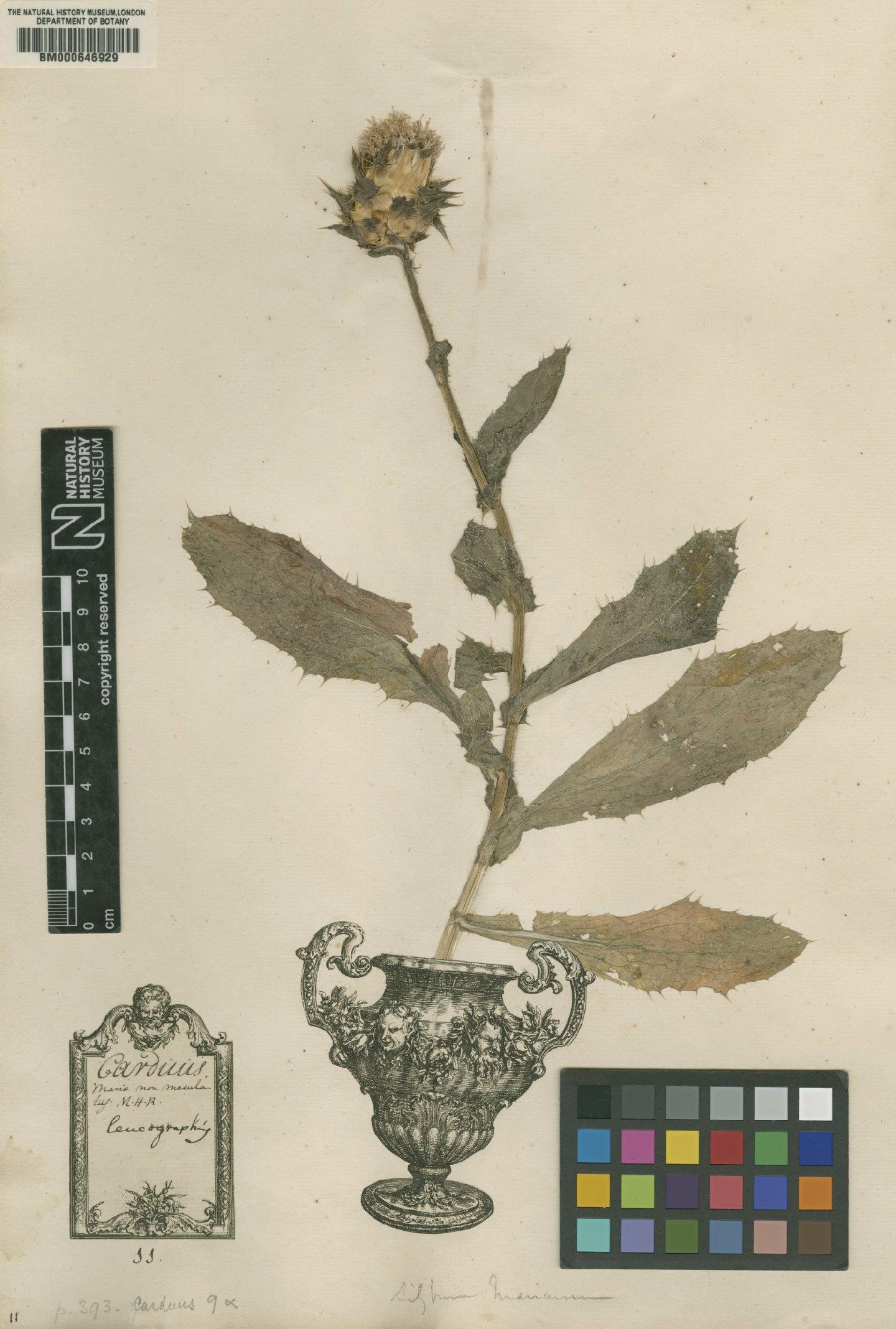 To NHMUK collection (Carduus marianus L.; Original material; NHMUK:ecatalogue:4703572)