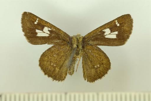 Pedesta masuriensis (Moore, 1878) - Pedesta_masuriensis_Moore_1878_male_BMNH(E)_#986606_ventral