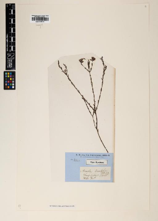 Pimelea brevifolia R.Br. - 000895039