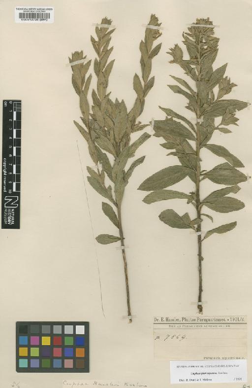 Cuphea racemosa (L.f.) Spreng. - BM000512726