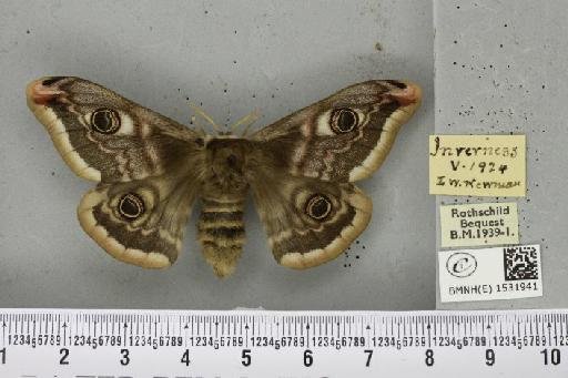 Saturnia pavonia ab. deflexa Schultz, 1909 - BMNHE_1531941_203931