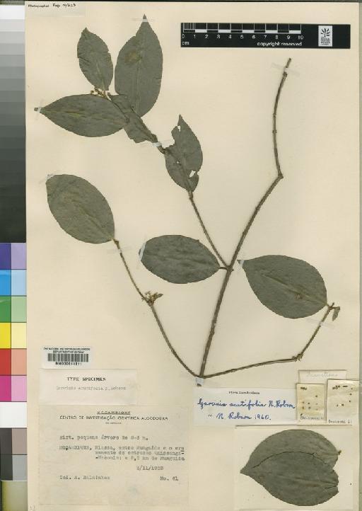 Garcinia acutifolia N.Robson - BM000611811