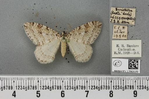 Epirrita autumnata ab. pallida Clark, 1896 - BMNHE_1790635_360868