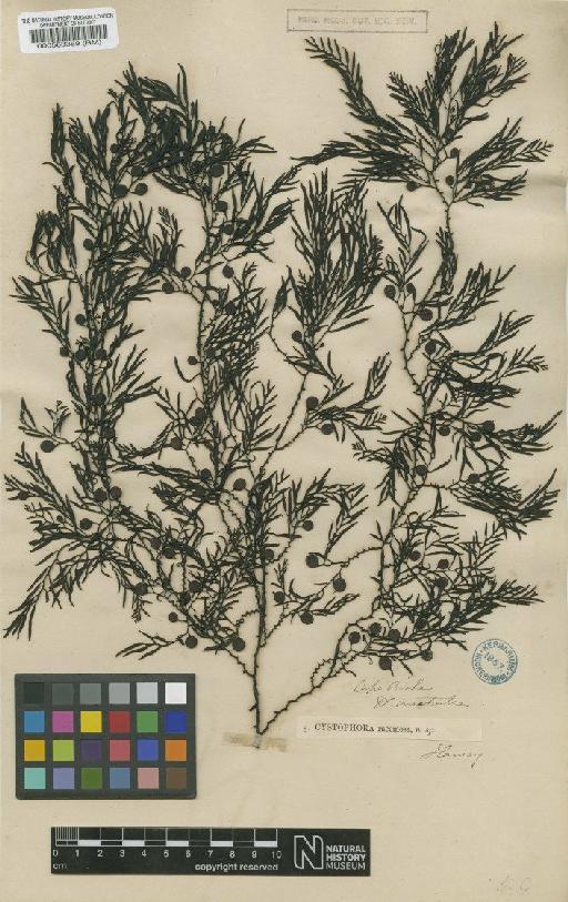 Cystophora racemosa (Harv. ex Kütz.) J.Agardh - BM000563369