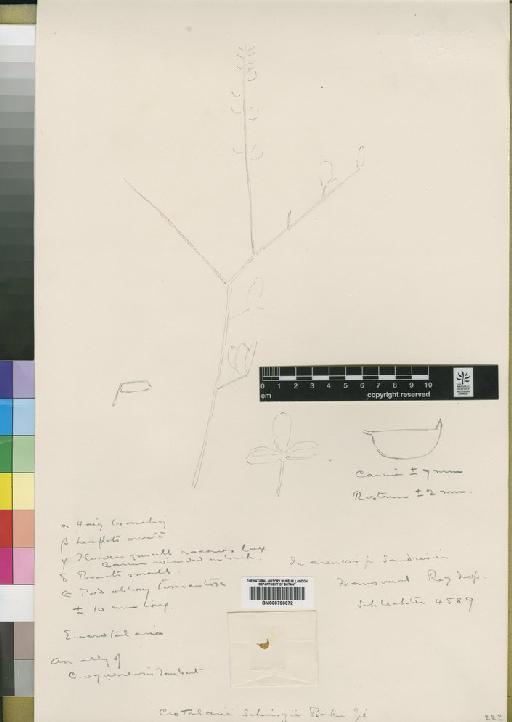 Crotalaria schinzii Baker f. - BM000796072