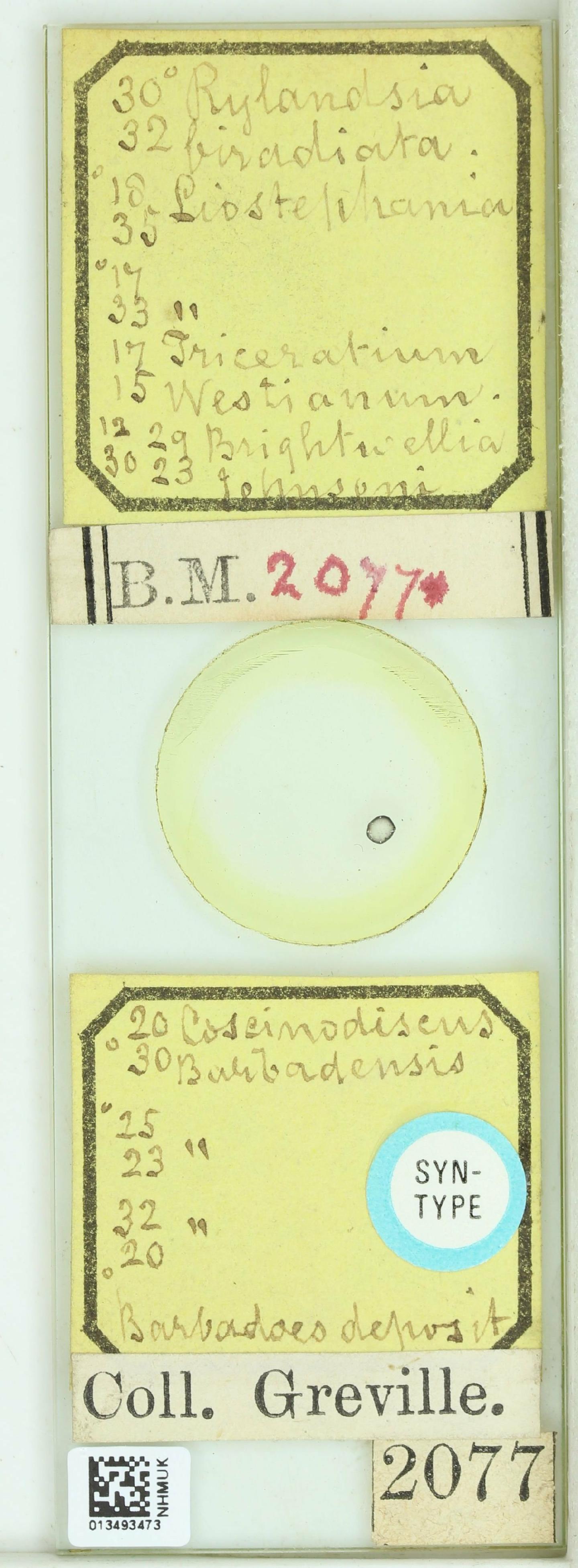 To NHMUK collection (Coscinodiscus barbadensis Grev.; SYNTYPE; NHMUK:ecatalogue:4735725)