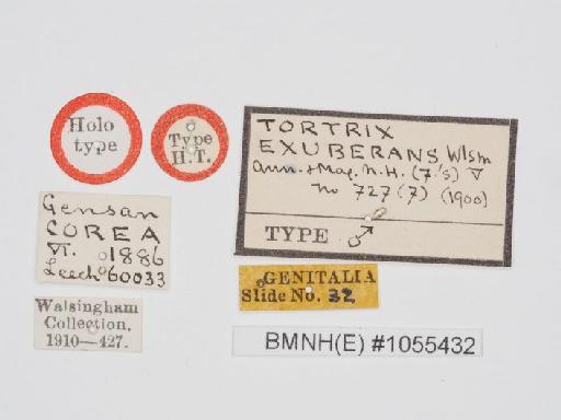 Spatalistis exuberans Walsingham - Spatalistis_exuberans_Walsingham_1900_Holotype_BMNH(E)#1055432_image002