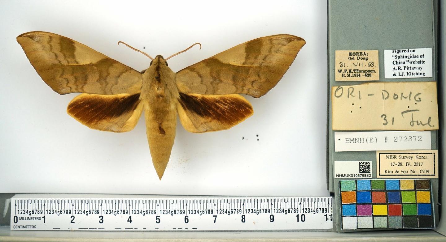 Clanis bilineata