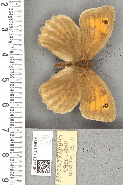 Maniola jurtina insularis ab. illustris Jachontov, 1895 - BMNHE_1074384_41180
