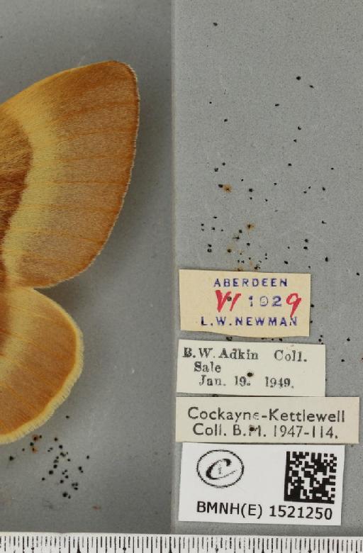 Lasiocampa quercus quercus (Linnaeus, 1758) - BMNHE_1521250_label_195982