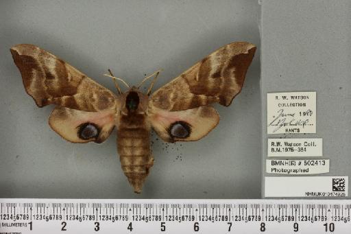 Smerinthus ocellata ab. deroseata Lempke, 1959 - NHMUK_010474925_525269