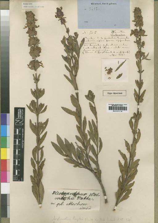 Aeollanthus engleri Briq - BM000910128
